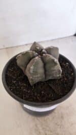 ASTROPHYTUM cv KIKKO Nº 1028 – vaso 15 - Imagem 10