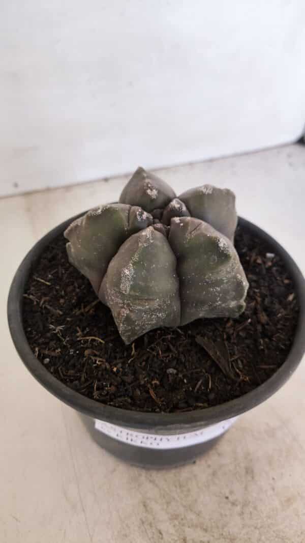 ASTROPHYTUM cv KIKKO Nº 1028 – vaso 15 - Imagem 10