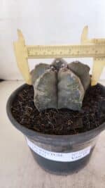 ASTROPHYTUM cv KIKKO Nº 1028 – vaso 15 - Imagem 4
