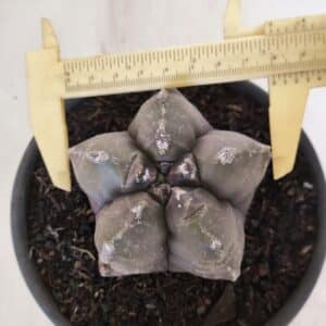ASTROPHYTUM cv KIKKO Nº 1028 – vaso 15