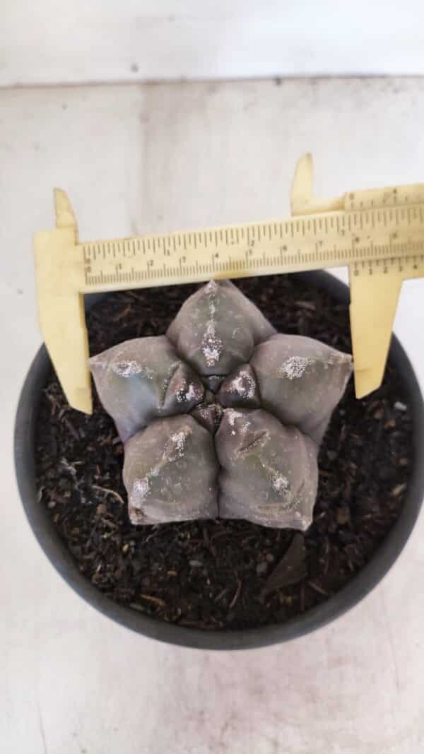 ASTROPHYTUM cv KIKKO Nº 1028 – vaso 15 - Imagem 1