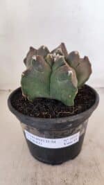 ASTROPHYTUM cv KIKKO Nº 1030 – vaso 15 - Imagem 2
