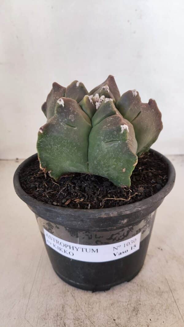ASTROPHYTUM cv KIKKO Nº 1030 – vaso 15 - Imagem 2