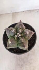 ASTROPHYTUM cv KIKKO Nº 1030 – vaso 15 - Imagem 3