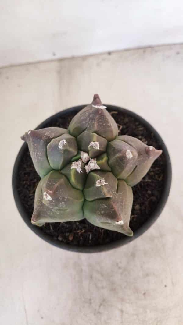 ASTROPHYTUM cv KIKKO Nº 1030 – vaso 15 - Imagem 3