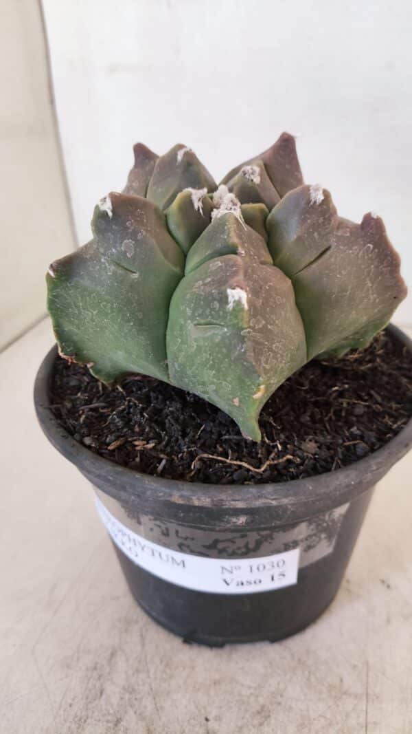 ASTROPHYTUM cv KIKKO Nº 1030 – vaso 15 - Imagem 9