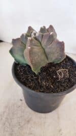 ASTROPHYTUM cv KIKKO Nº 1030 – vaso 15 - Imagem 8