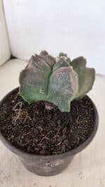 ASTROPHYTUM cv KIKKO Nº 1030 – vaso 15 - Imagem 7