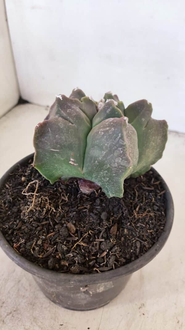 ASTROPHYTUM cv KIKKO Nº 1030 – vaso 15 - Imagem 7