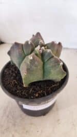 ASTROPHYTUM cv KIKKO Nº 1030 – vaso 15 - Imagem 6