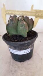 ASTROPHYTUM cv KIKKO Nº 1030 – vaso 15 - Imagem 4