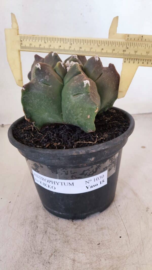ASTROPHYTUM cv KIKKO Nº 1030 – vaso 15 - Imagem 4