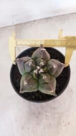 ASTROPHYTUM cv KIKKO Nº 1030 – vaso 15