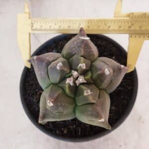 ASTROPHYTUM cv KIKKO Nº 1030 – vaso 15