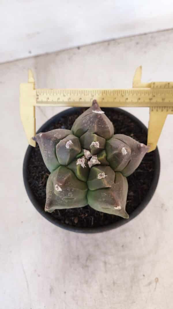 ASTROPHYTUM cv KIKKO Nº 1030 – vaso 15 - Imagem 1