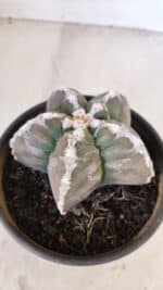 ASTROPHYTUM cv KIKKO Nº 1031 – vaso 15 - Imagem 8