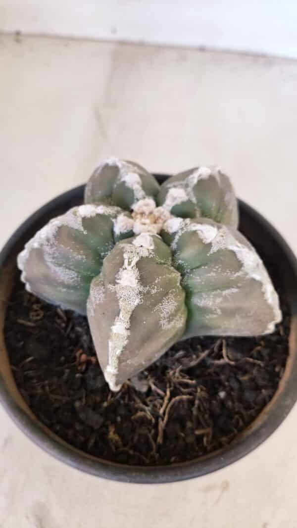 ASTROPHYTUM cv KIKKO Nº 1031 – vaso 15 - Imagem 8