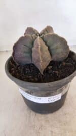 ASTROPHYTUM cv KIKKO Nº 1032 – vaso 15 - Imagem 2