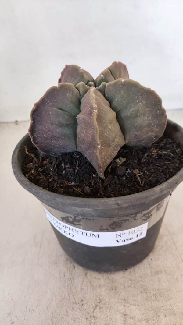ASTROPHYTUM cv KIKKO Nº 1032 – vaso 15 - Imagem 2