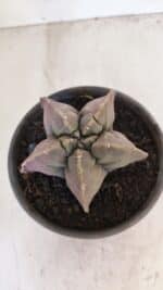 ASTROPHYTUM cv KIKKO Nº 1032 – vaso 15 - Imagem 3
