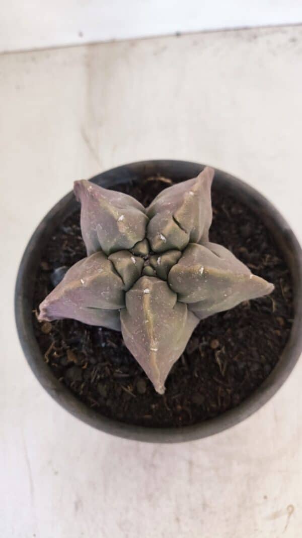 ASTROPHYTUM cv KIKKO Nº 1032 – vaso 15 - Imagem 3