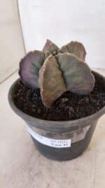 ASTROPHYTUM cv KIKKO Nº 1032 – vaso 15 - Imagem 9