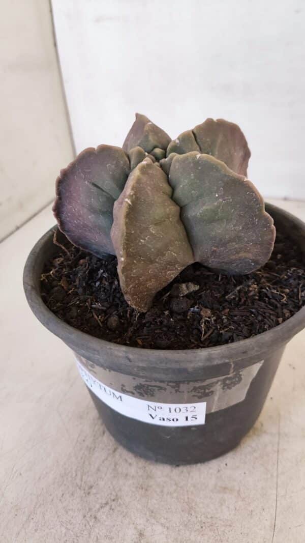 ASTROPHYTUM cv KIKKO Nº 1032 – vaso 15 - Imagem 9