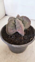 ASTROPHYTUM cv KIKKO Nº 1032 – vaso 15 - Imagem 8