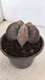 ASTROPHYTUM cv KIKKO Nº 1032 – vaso 15 - Imagem 7