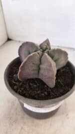 ASTROPHYTUM cv KIKKO Nº 1032 – vaso 15 - Imagem 6