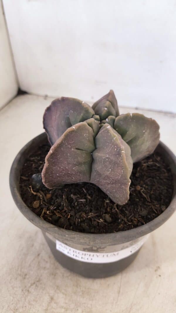 ASTROPHYTUM cv KIKKO Nº 1032 – vaso 15 - Imagem 6