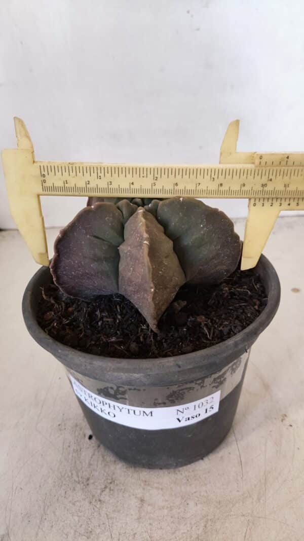 ASTROPHYTUM cv KIKKO Nº 1032 – vaso 15 - Imagem 4