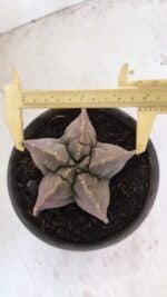 ASTROPHYTUM cv KIKKO Nº 1032 – vaso 15