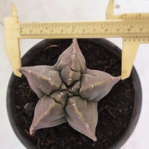 ASTROPHYTUM cv KIKKO Nº 1032 – vaso 15