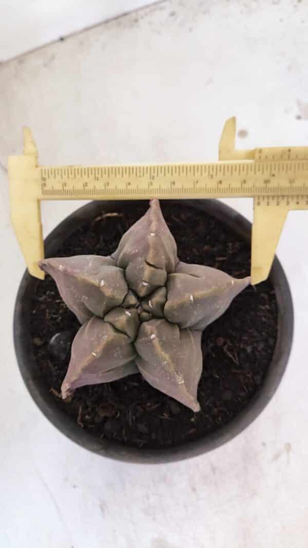 ASTROPHYTUM cv KIKKO Nº 1032 – vaso 15 - Imagem 1
