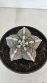 ASTROPHYTUM cv KIKKO Nº 1033 – vaso 15 - Imagem 3