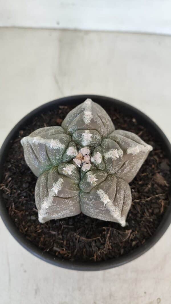 ASTROPHYTUM cv KIKKO Nº 1033 – vaso 15 - Imagem 3