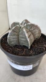 ASTROPHYTUM cv KIKKO Nº 1033 – vaso 15 - Imagem 8
