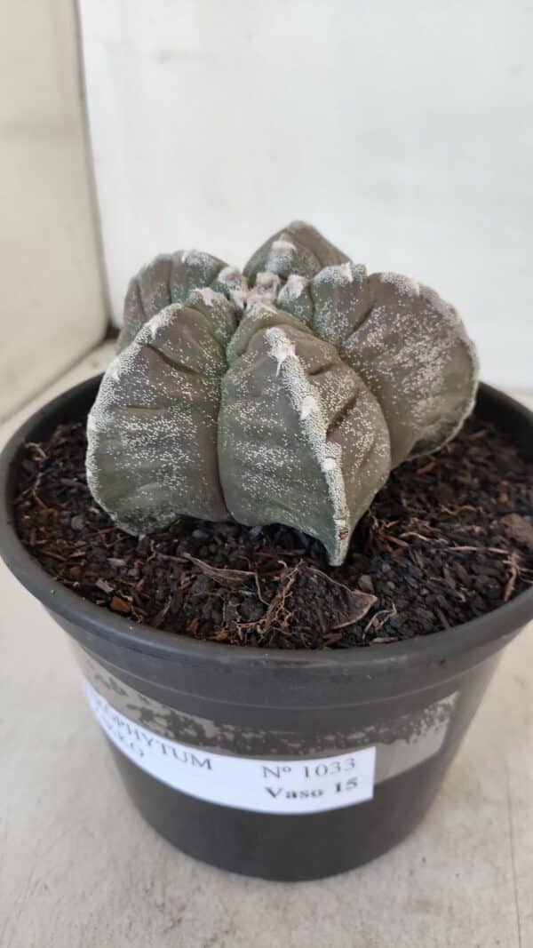 ASTROPHYTUM cv KIKKO Nº 1033 – vaso 15 - Imagem 8