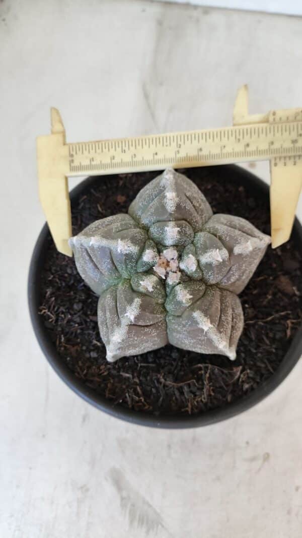 ASTROPHYTUM cv KIKKO Nº 1033 – vaso 15 - Imagem 1