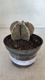 ASTROPHYTUM cv KIKKO Nº 1033 – vaso 11 - Imagem 2
