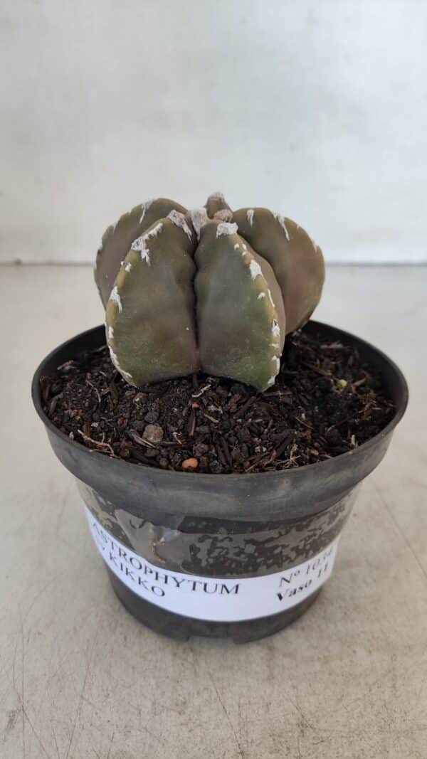 ASTROPHYTUM cv KIKKO Nº 1033 – vaso 11 - Imagem 2