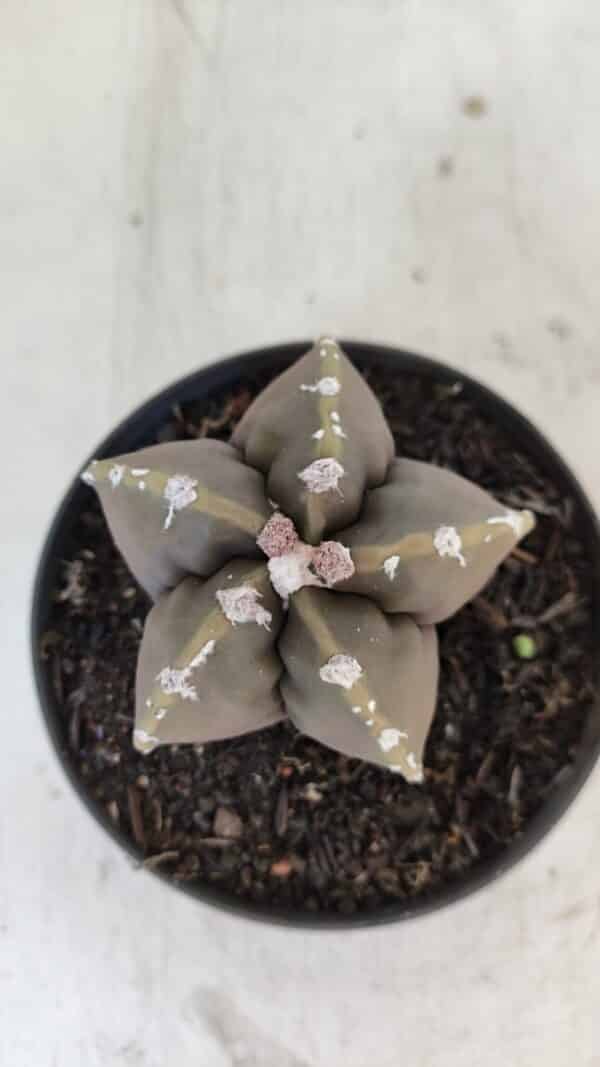 ASTROPHYTUM cv KIKKO Nº 1033 – vaso 11 - Imagem 3
