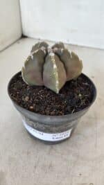 ASTROPHYTUM cv KIKKO Nº 1033 – vaso 11 - Imagem 9