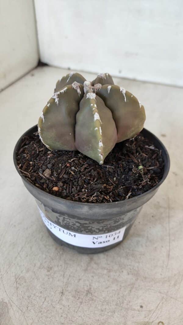 ASTROPHYTUM cv KIKKO Nº 1033 – vaso 11 - Imagem 9