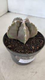 ASTROPHYTUM cv KIKKO Nº 1033 – vaso 11 - Imagem 8