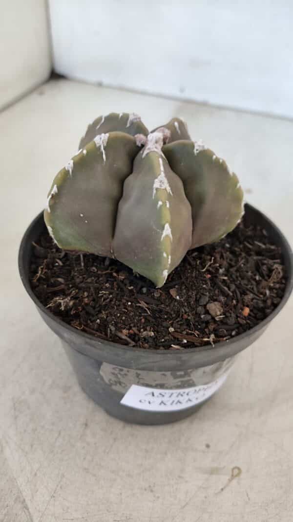 ASTROPHYTUM cv KIKKO Nº 1033 – vaso 11 - Imagem 8