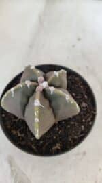 ASTROPHYTUM cv KIKKO Nº 1033 – vaso 11 - Imagem 7