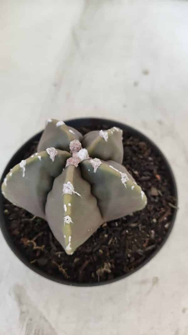 ASTROPHYTUM cv KIKKO Nº 1033 – vaso 11 - Imagem 7