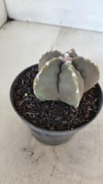 ASTROPHYTUM cv KIKKO Nº 1033 – vaso 11 - Imagem 6